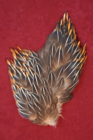 <jungle cock shoulders>